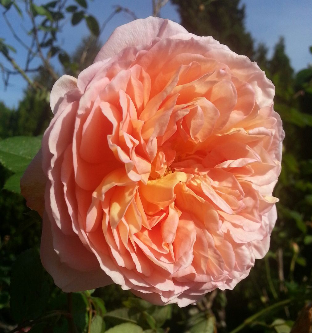  photo 20141003_111156-1_zpsjew9xe6t.jpg